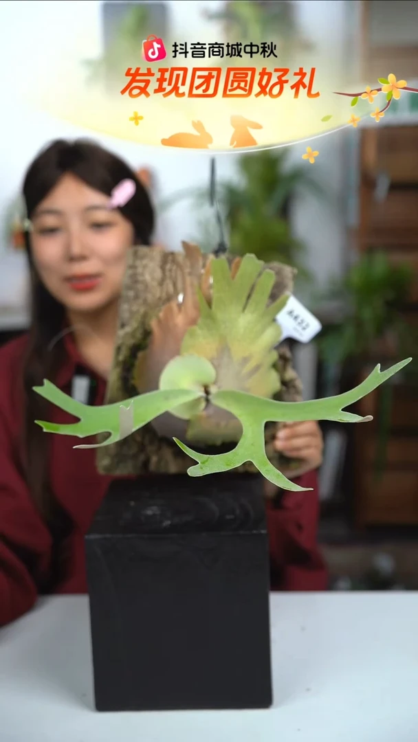 不开花植物A432-春雨鹿角蕨