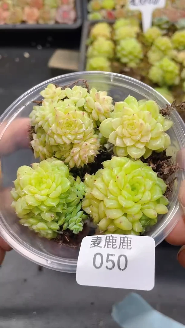 050麦秆001     量拍