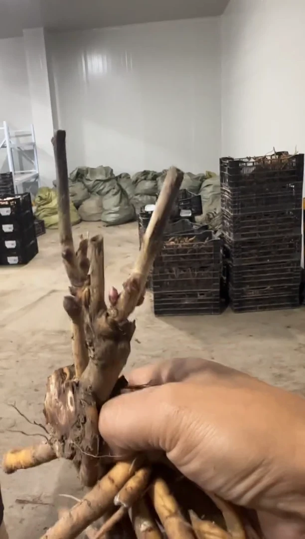 璜**场49.9  璜丽农场  金丝雀