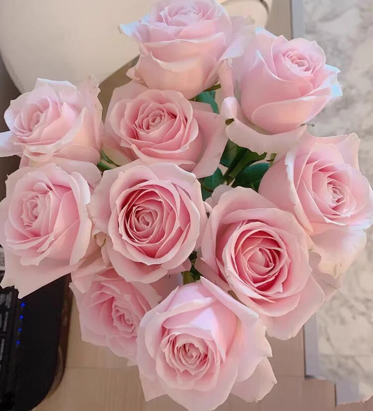 粉红雪山 新品切花玫瑰多季大花耐热