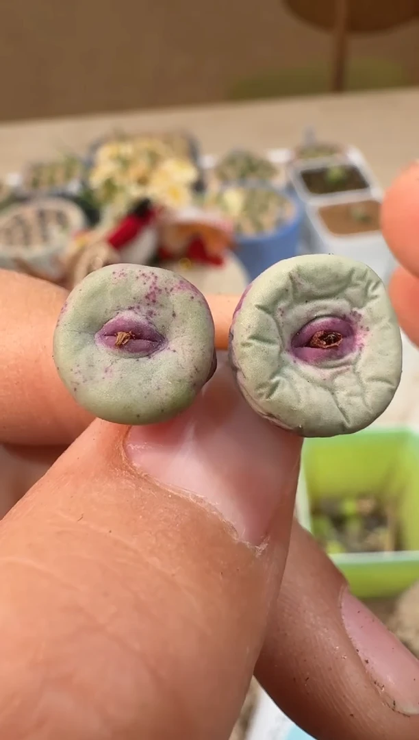 四*24-145多肉植物肉锥SE,0094