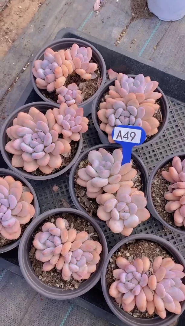 A49-老桩新香水双头脱土发（量拍）