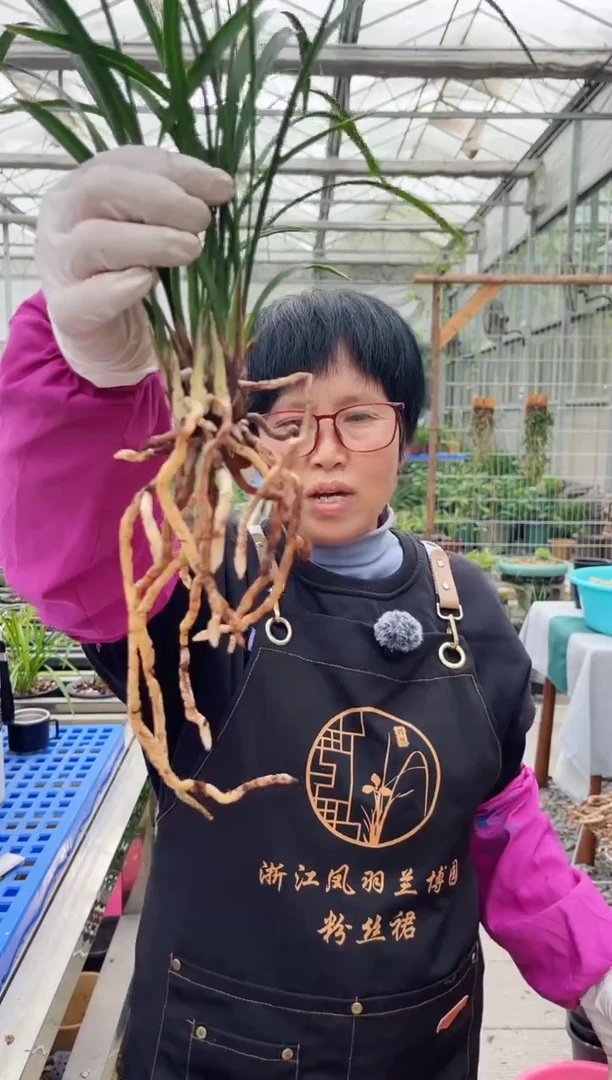 当前无花朵，栽培后可花朵小*色江南春色，，，小麦色