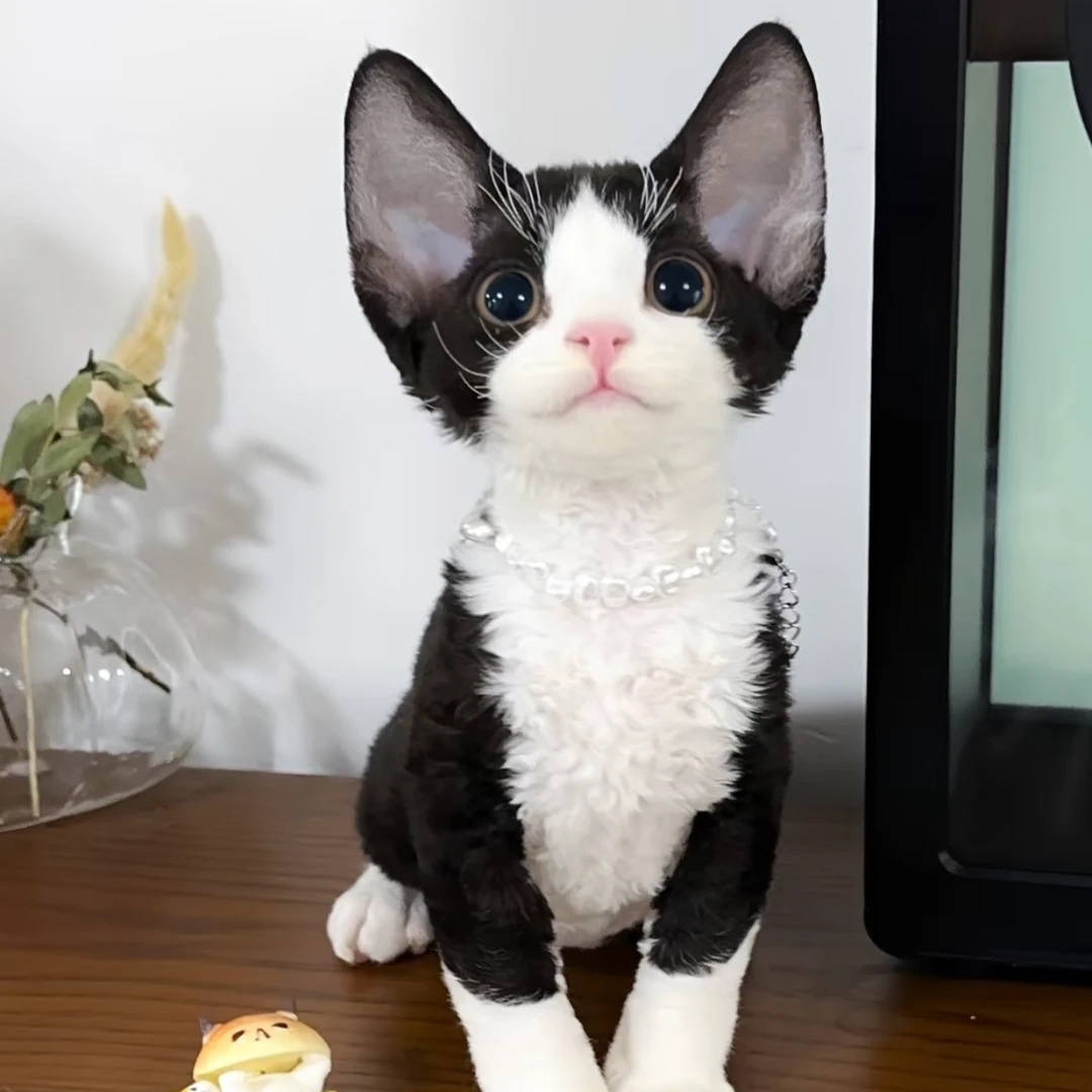 【小周家的德文猫】猫咪活体