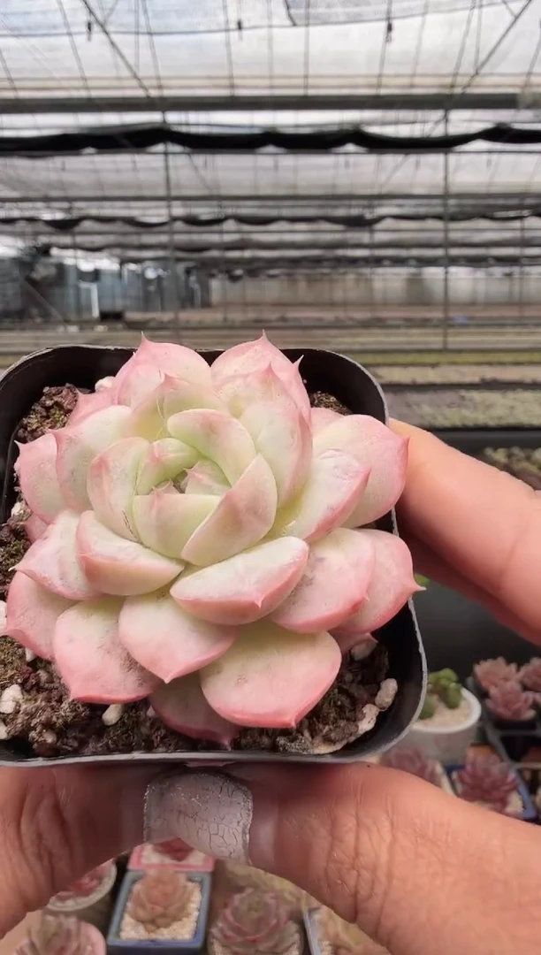 东云多肉园新款-282