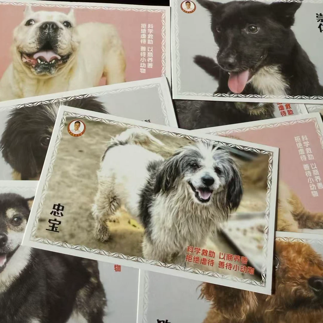 买宠物明信片 帮助流浪狗它们采购狗粮、营养品、吃饱饭
