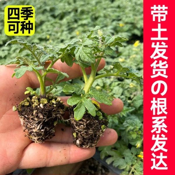 矮生番茄秧苗不带盆红黄黑各色矮生小番茄阳台庭院种植