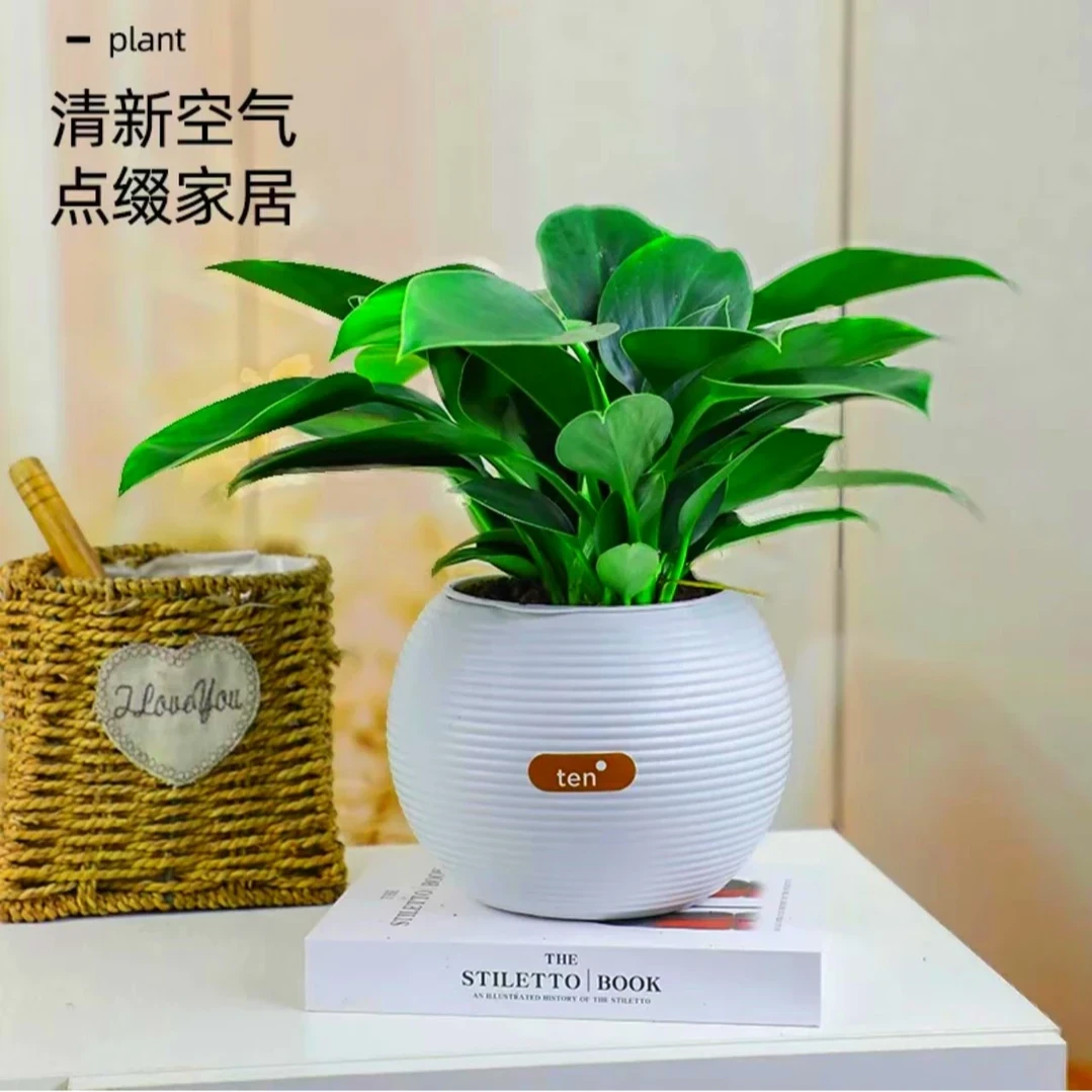 植倾心 【吸甲醛绿植】金钻绿公主盆栽室内外客厅办公室净化空气