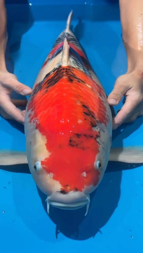 锦鲤佛山金隆锦鲤直播专用闪购链接，不支持7天无理由退货退款