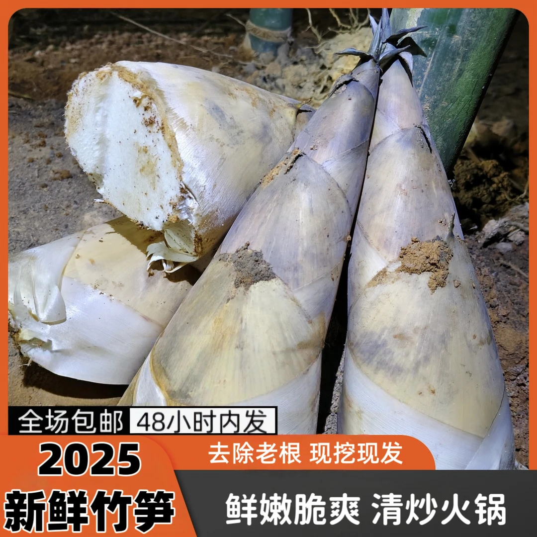潮汕埔田新鲜现挖当季大头麻竹笋鲜嫩可口