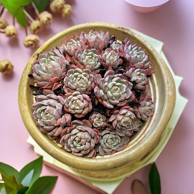 娜娜小勾 多肉植物（满15包邮 直播间展示为准）