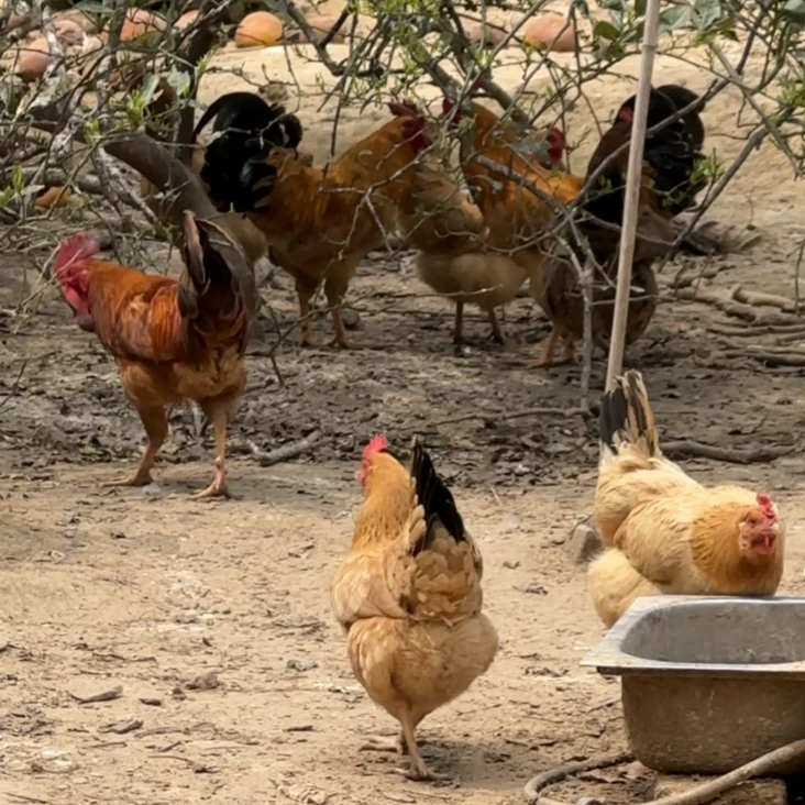 农村老母鸡15个月以上 现抓现杀【彭泽县土特产】