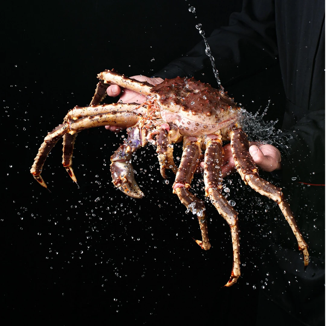 帝王蟹缺氧一口气鲜活速冻超大特大帝皇蟹聚餐高端海鲜食材