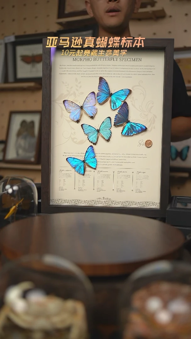 蝴蝶标本摆件高货博物级别装裱g86