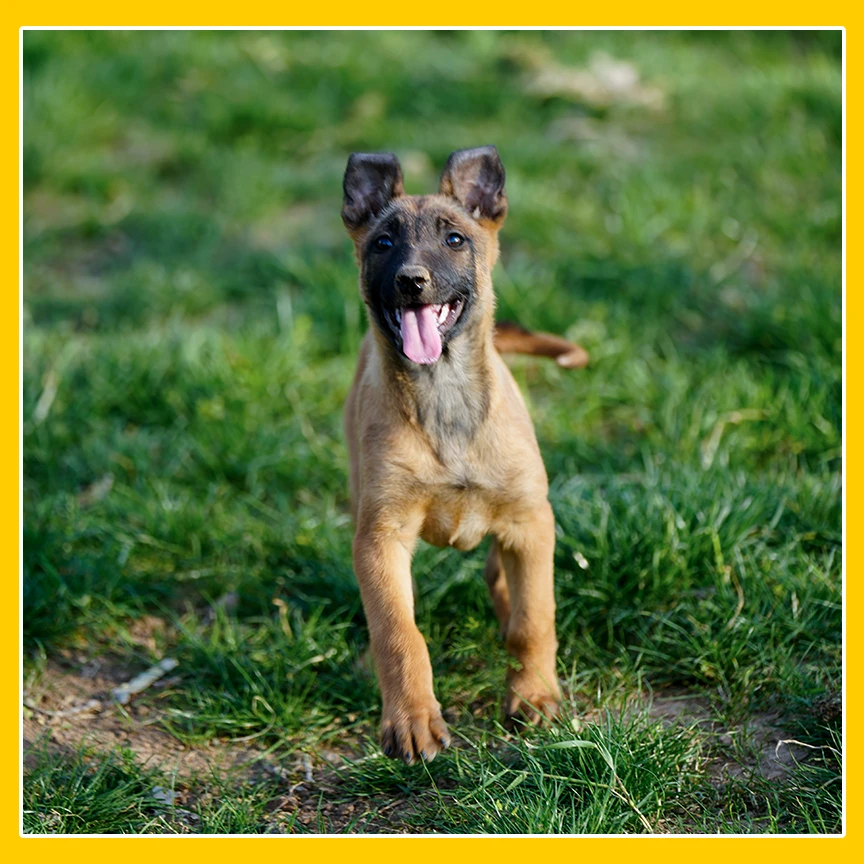 双血统纯种马犬幼犬活体比利时科目犬警犬猎犬中型犬宠物狗活体