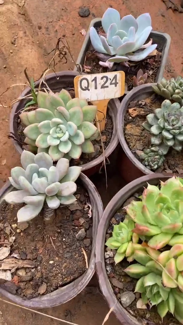Q124多肉组合默认脱土发货