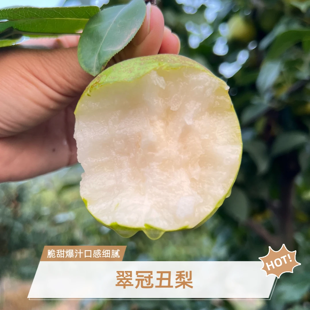 湖北翠冠丑梨酥梨脆甜爆汁果肉细腻化渣现摘现发果园直达