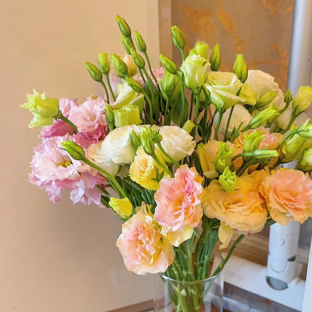 【洋桔梗颜色合集300克】辽宁地区今天拍明天到，全场任意2单包邮！