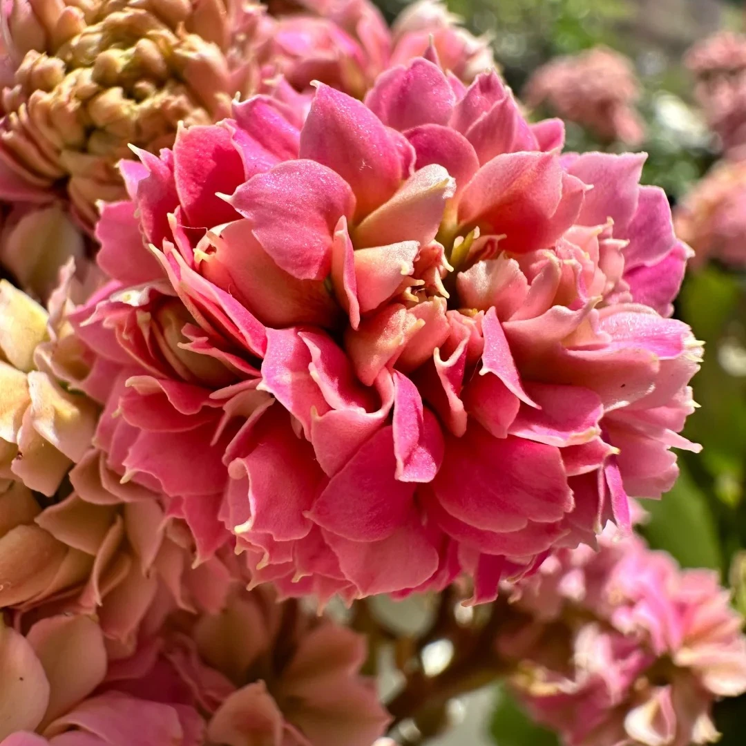 （巨星110盆）基地直发一代长寿  稀有大花品种  室内懒人花