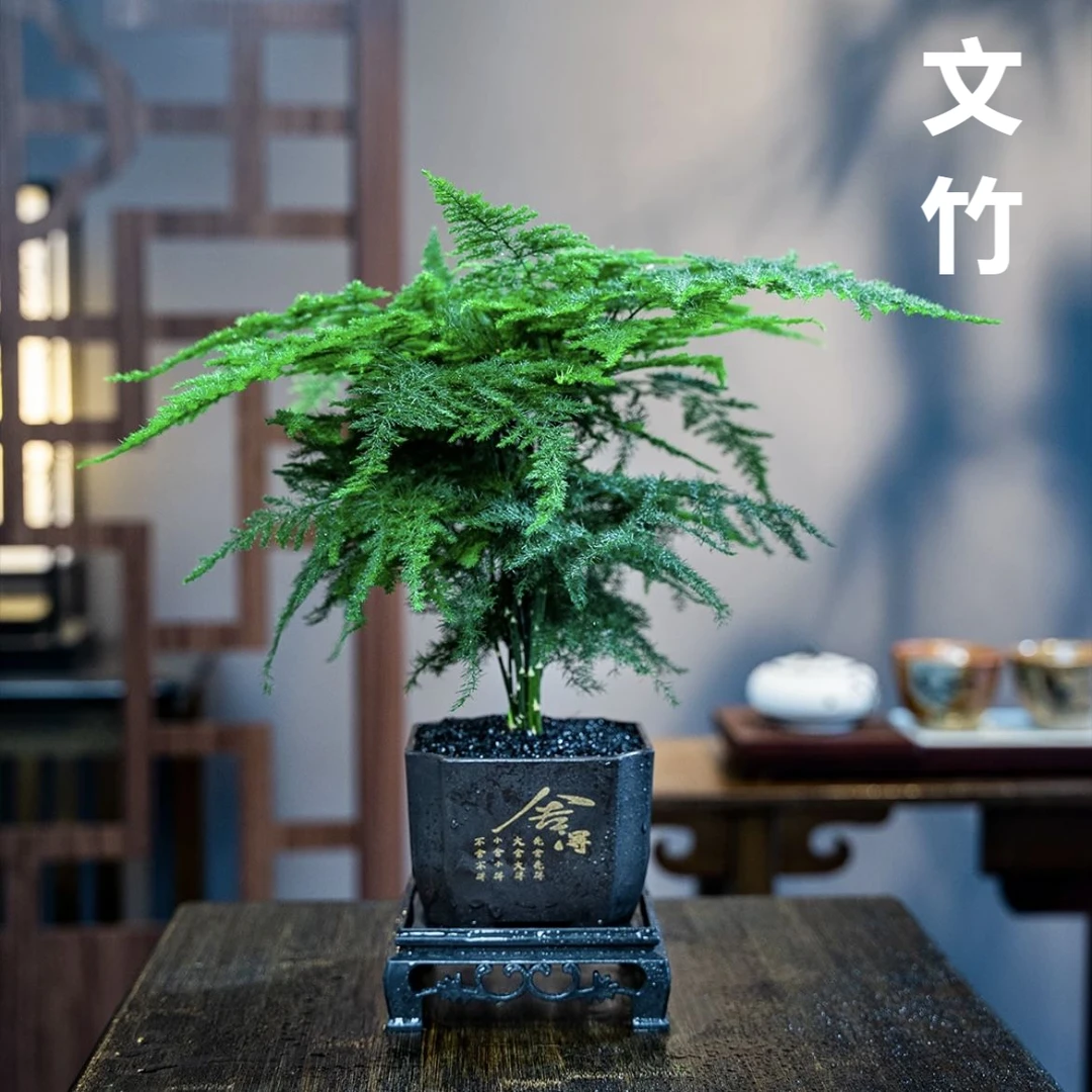 中古风文竹盆栽植物室内花卉四季常青盆景客厅办公室桌面绿植好养