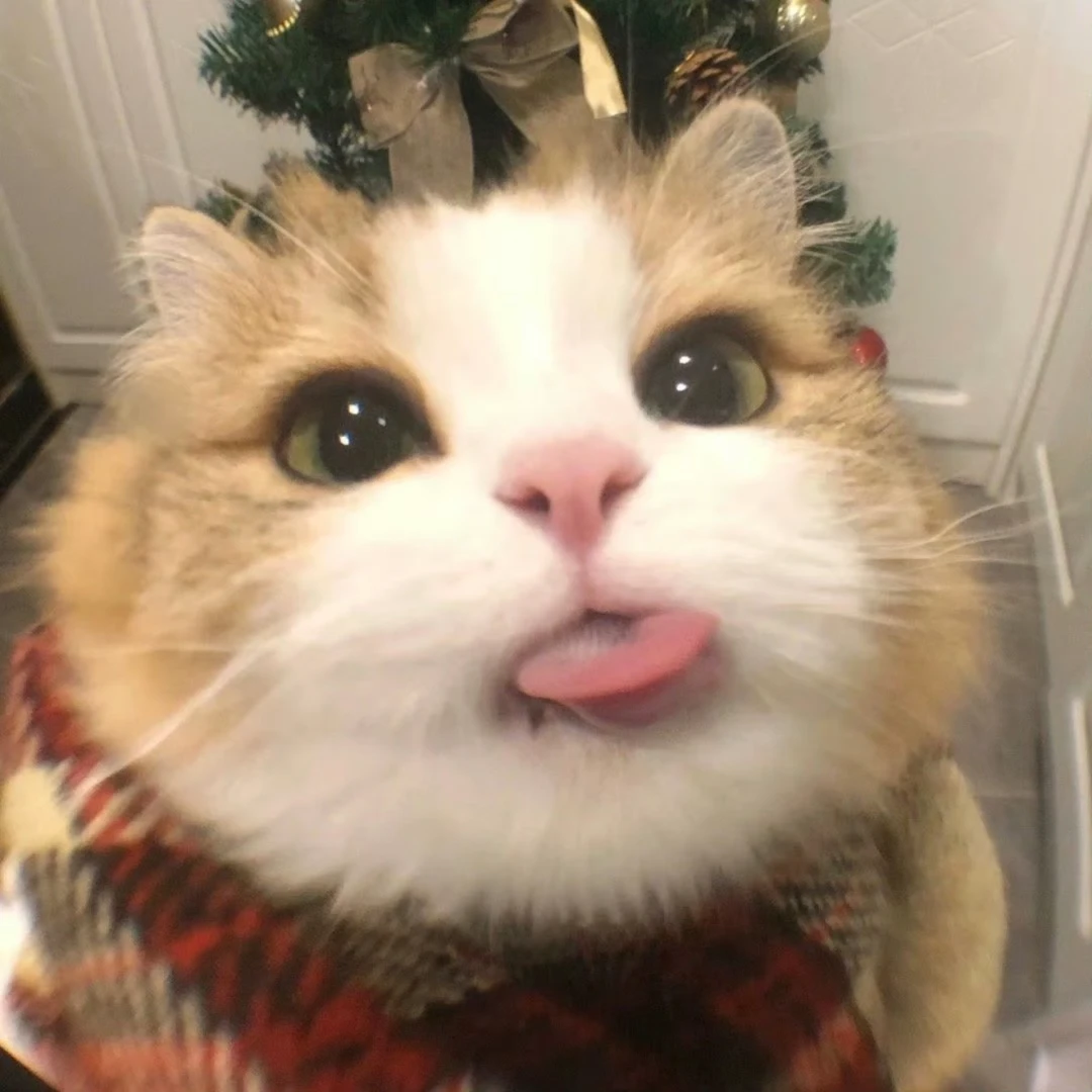 猫猫零食集合链接