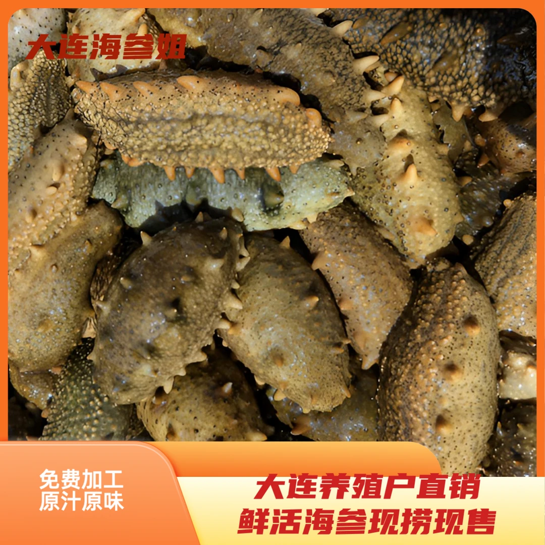大连鲜活海参养殖户直销现场捕捞（免费煮熟发货）