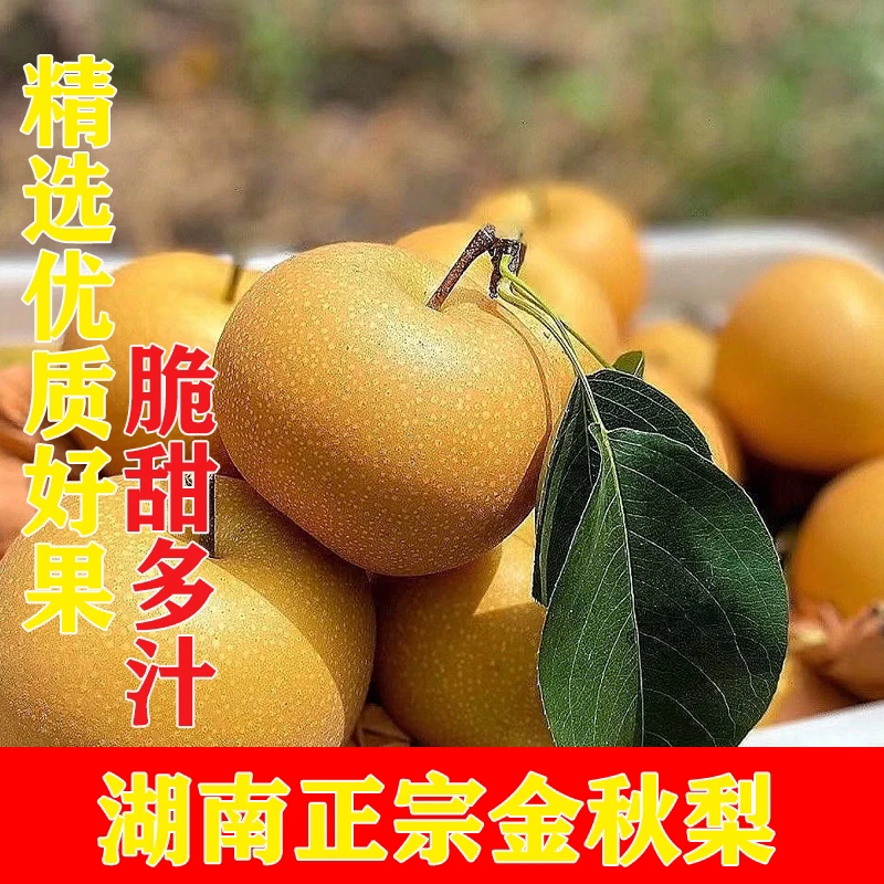 湖南靖州脆甜多汁金秋梨