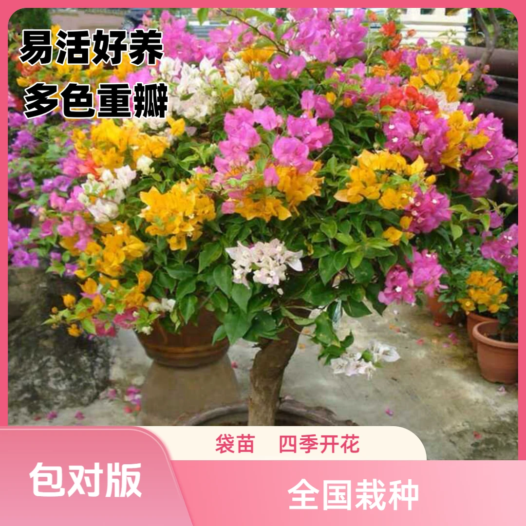 三角梅盆栽四季种植开花多色重瓣庭院阳台爬藤好养易活老桩植物苗