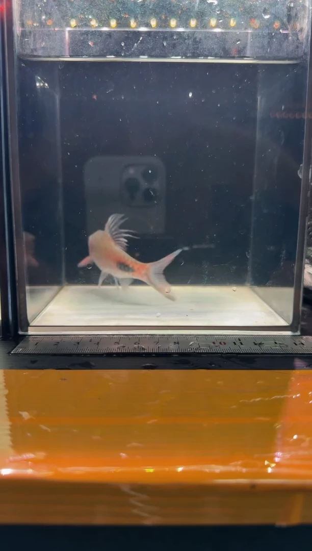 海水鱼紫红两点鲫