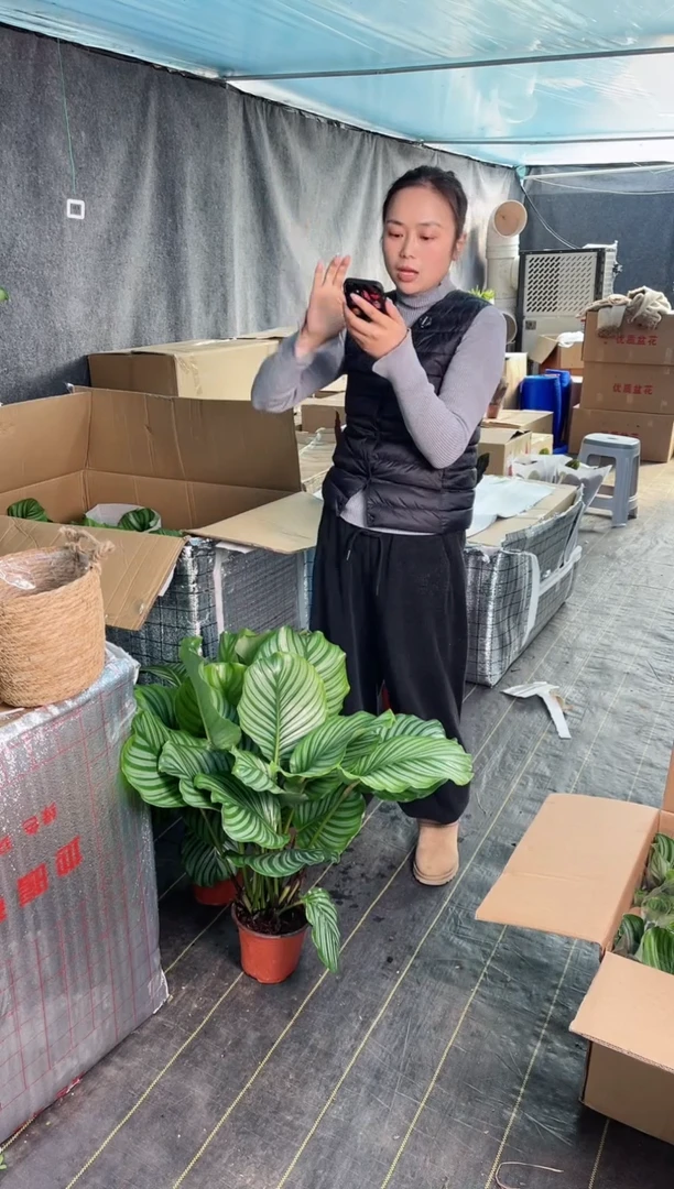 【闪购商品】育苗盆青苹果竹芋大苗