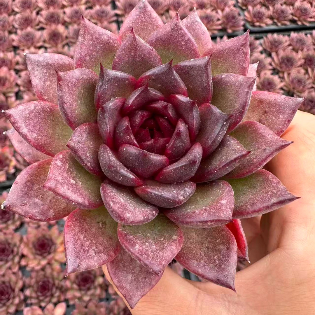7#糖心玫瑰多肉植物    前男友精品多肉  SM611