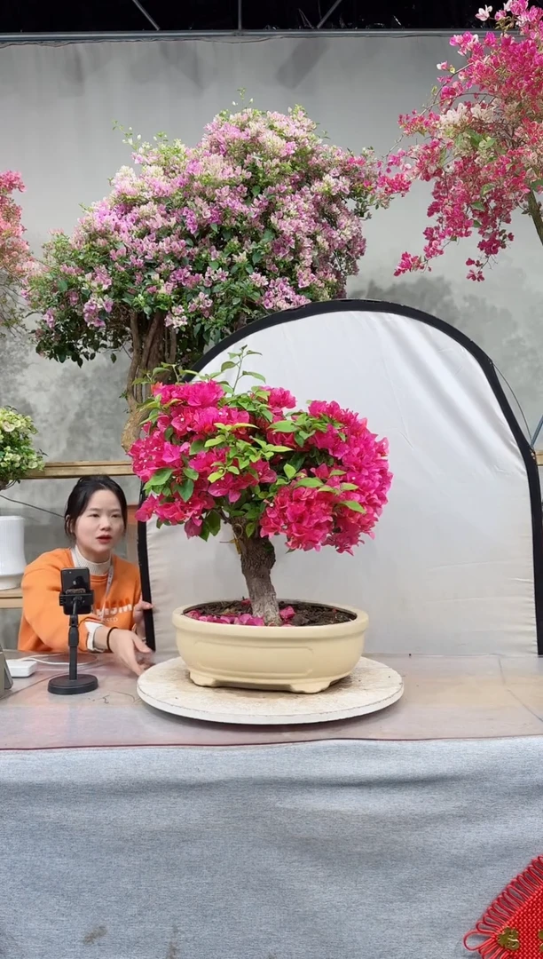 【闪购商品】盆景四季同安红
