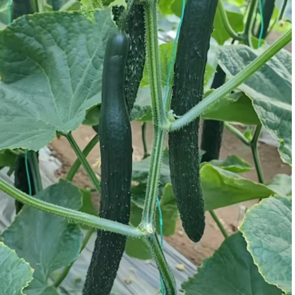 新鲜带刺绿瓤黄瓜现摘现发脆甜可口适合凉拌生吃的应季蔬菜