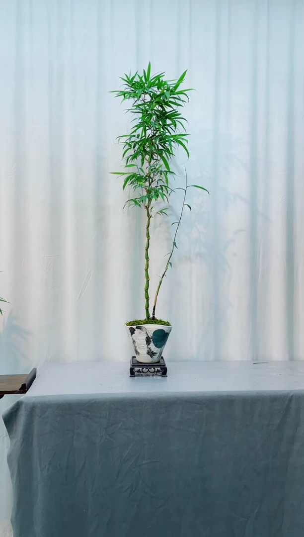 无花朵竹子盆景竹子盆景