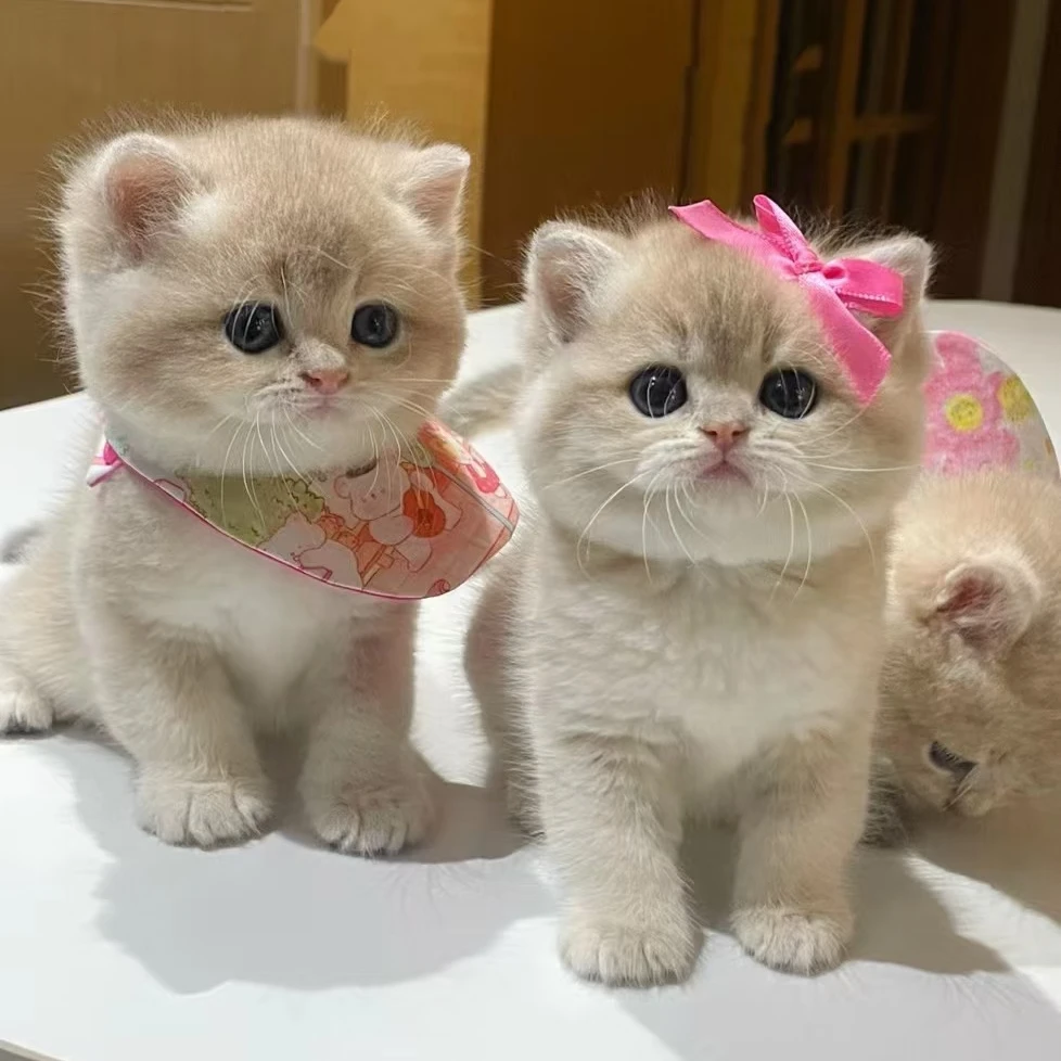 金渐层蓝金紫金矮脚