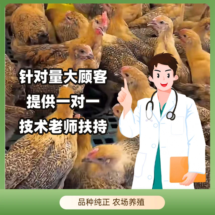 黑脚红瑶宠物鸡一斤发货  拍5送1  顺丰包邮