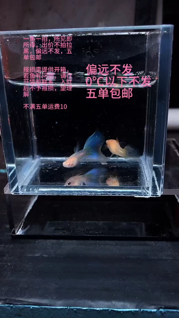 孔雀鱼孔雀鱼 17