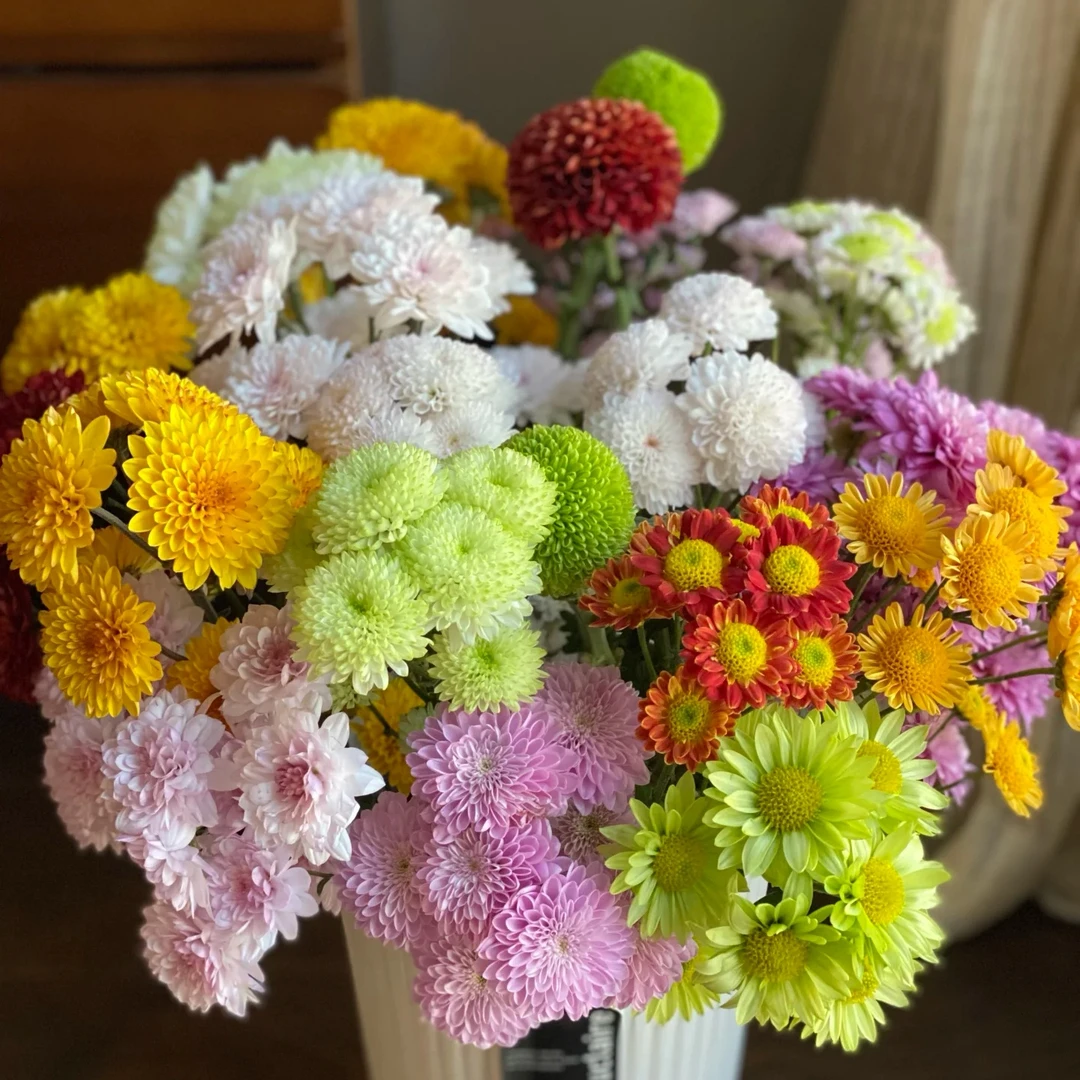 【小雏菊】高品质混色鲜花