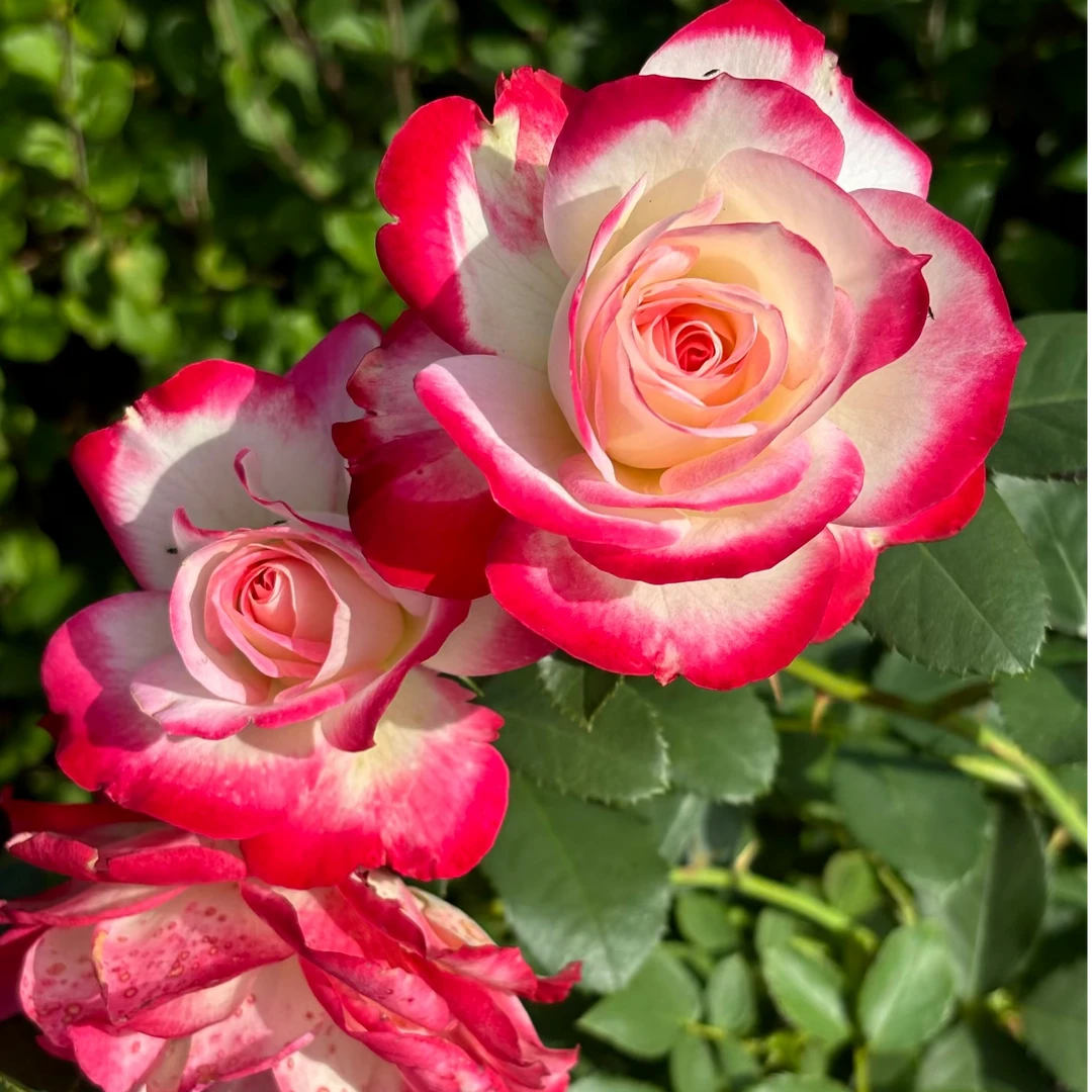 醉红颜  双色复色渐变大花月季花盆栽室内外阳台新手易养护爆花