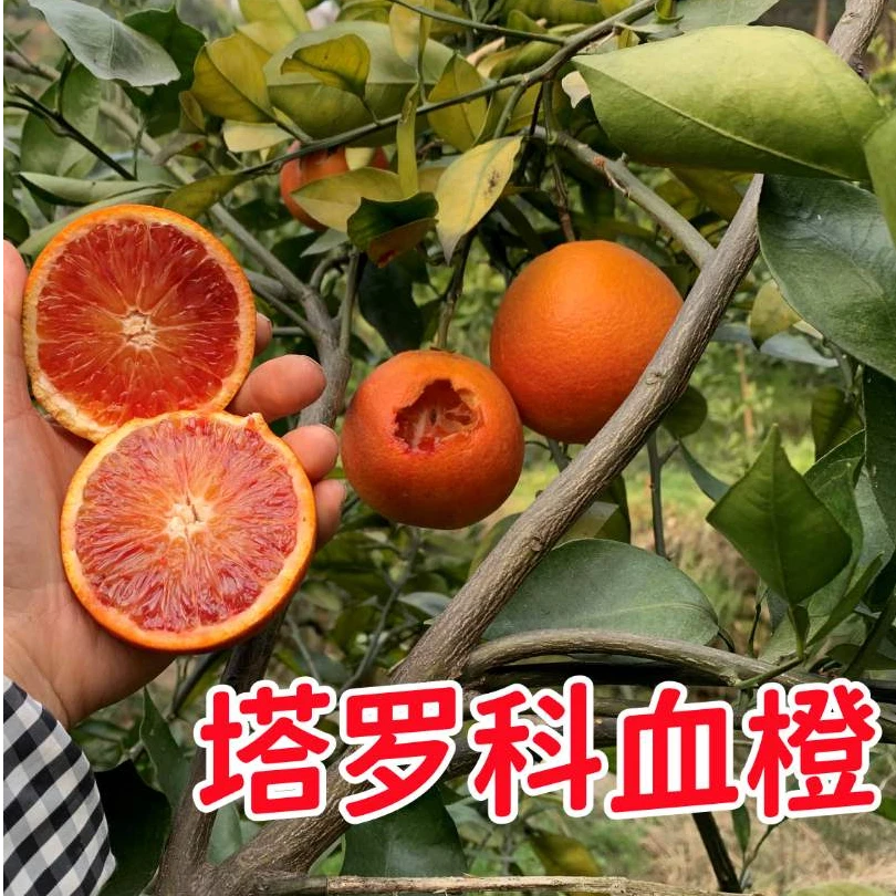 四川当季新鲜水果塔罗科血橙60mm以上混装链接