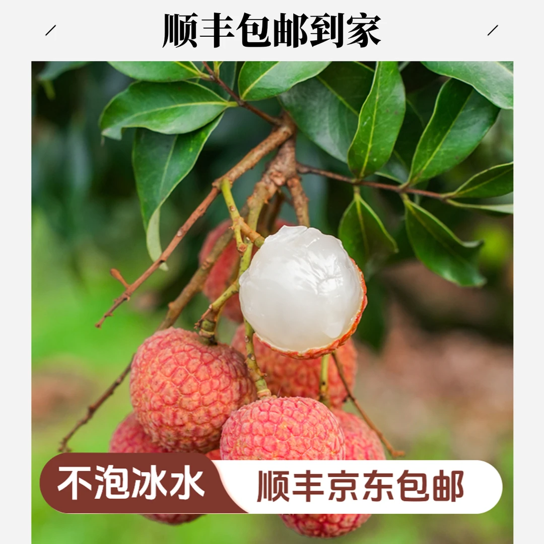 【顺丰包邮】5斤现摘现发当季荔枝新鲜岭南爆甜白糖罂时令水果包邮