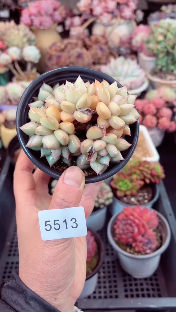 【闪购商品】5513象牙多肉