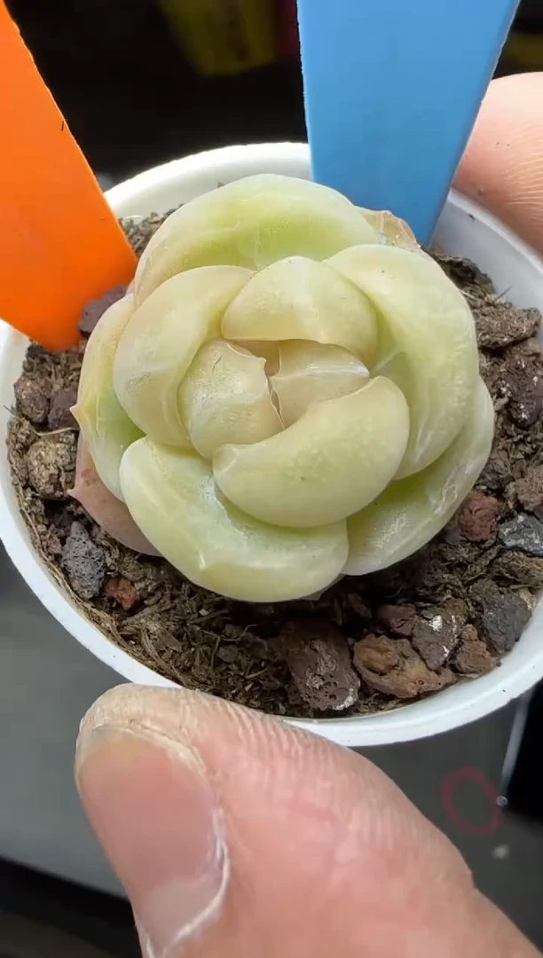 【闪购商品】一物一拍0219—181