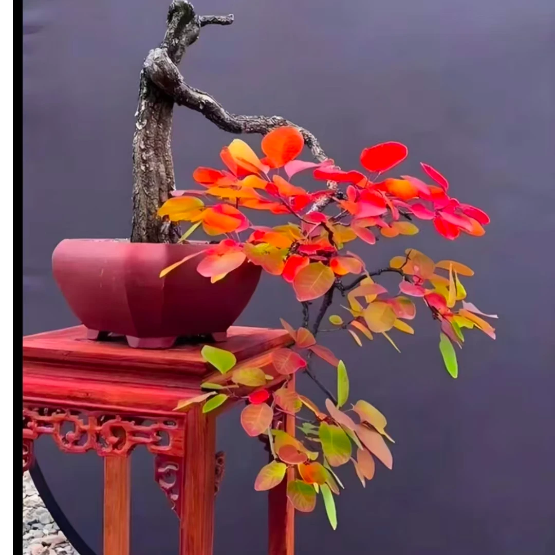 香山红叶黄栌盆景景观树文人临水悬崖素材，一物一拍（直播链接）