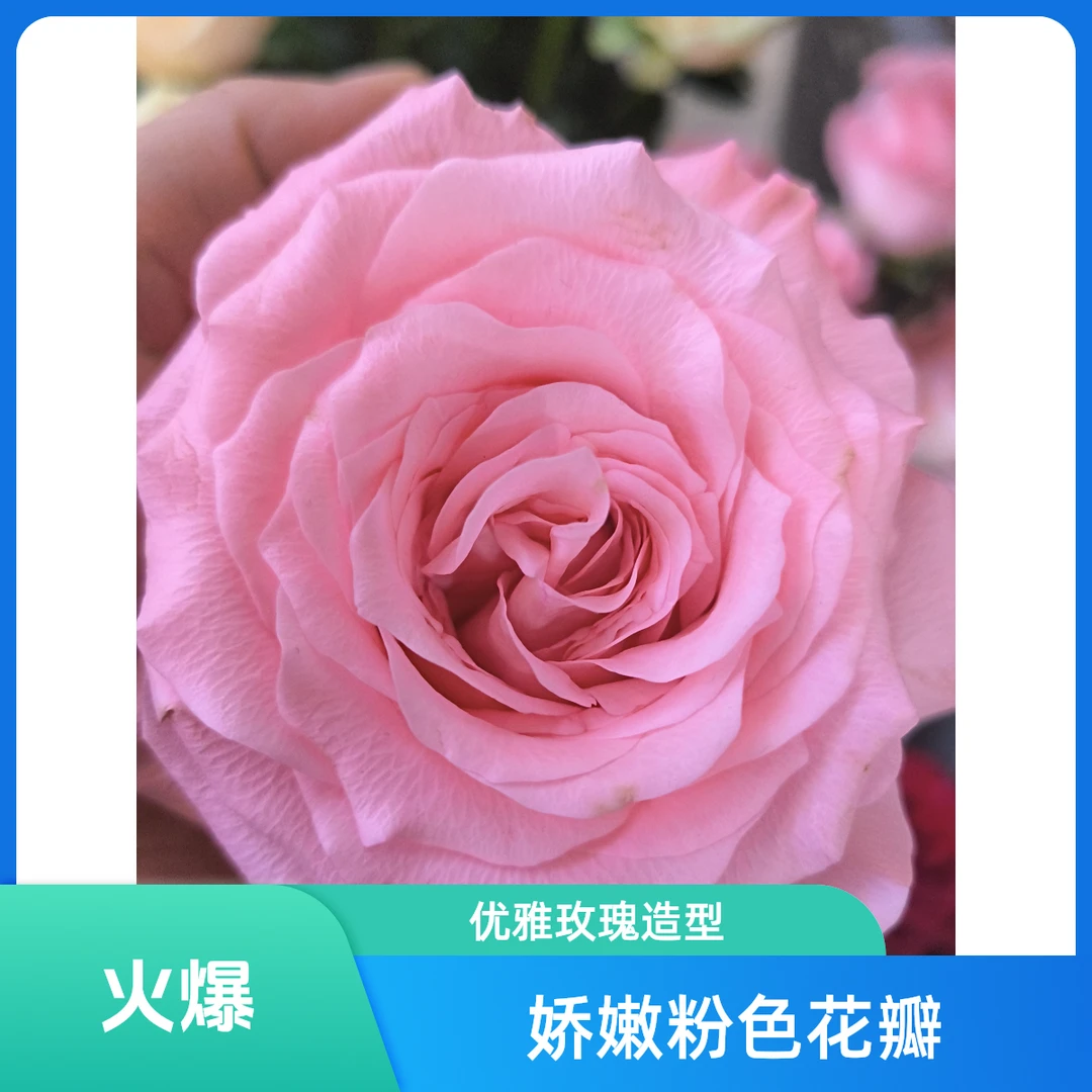 戴安娜玫瑰