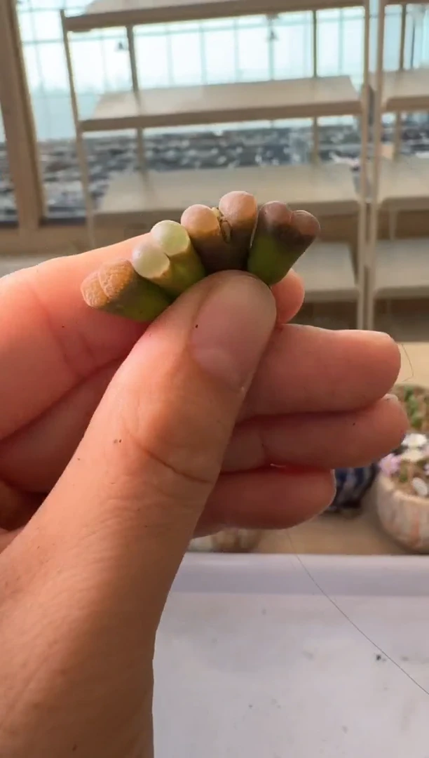 30-160多肉植物肉锥