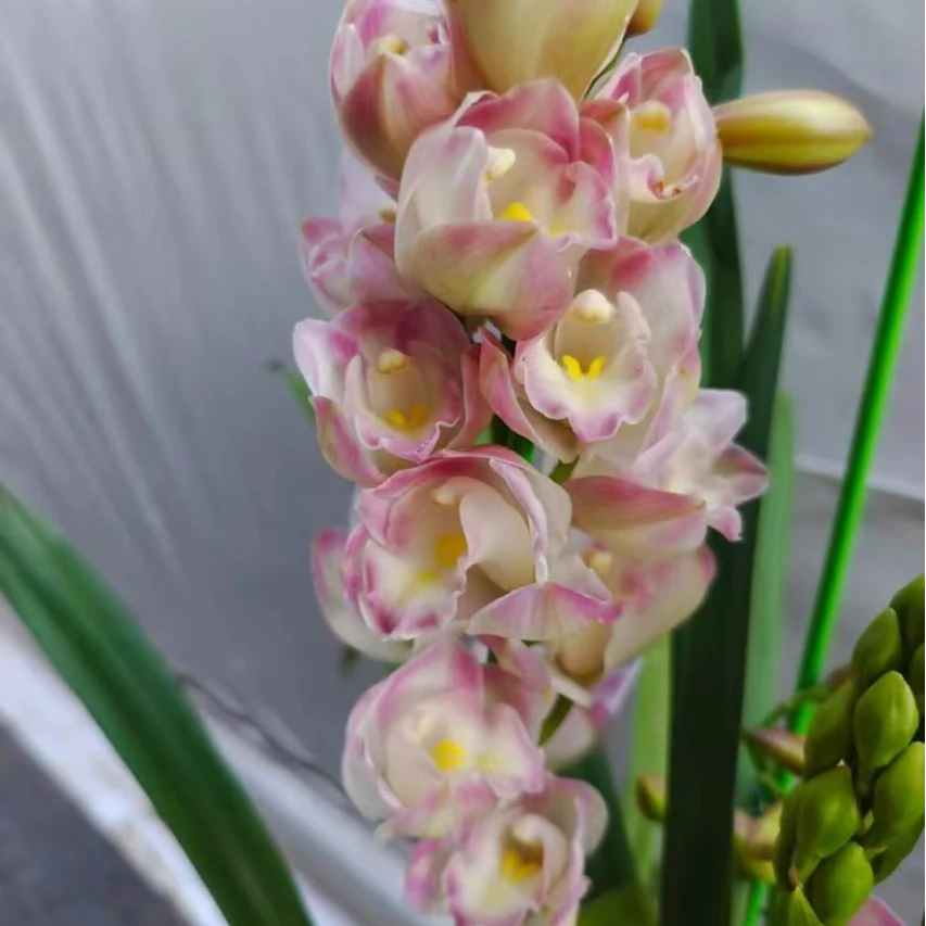 年宵花【阿蜜子】大花惠兰室内外高端观赏卉盆栽带花带花苞