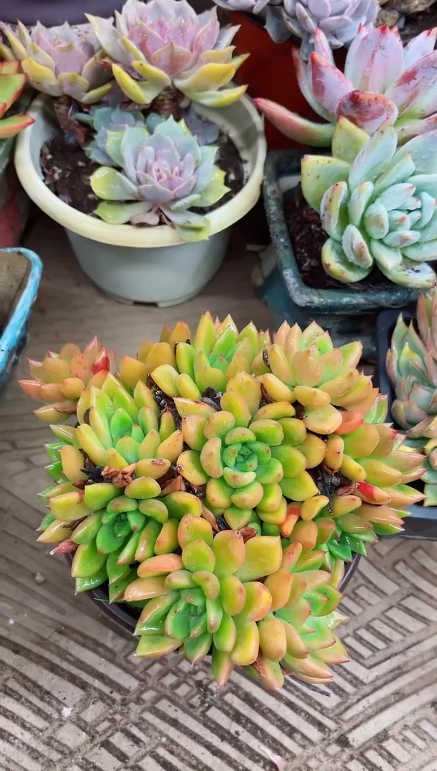 葵*27022多肉植物一物一拍