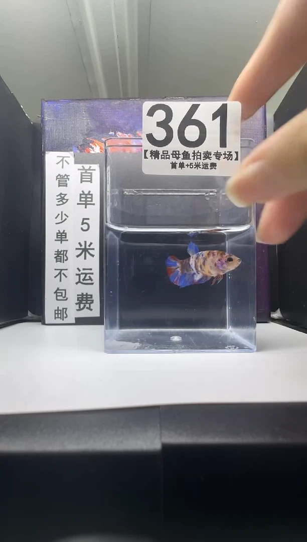 斗鱼母鱼编号：361