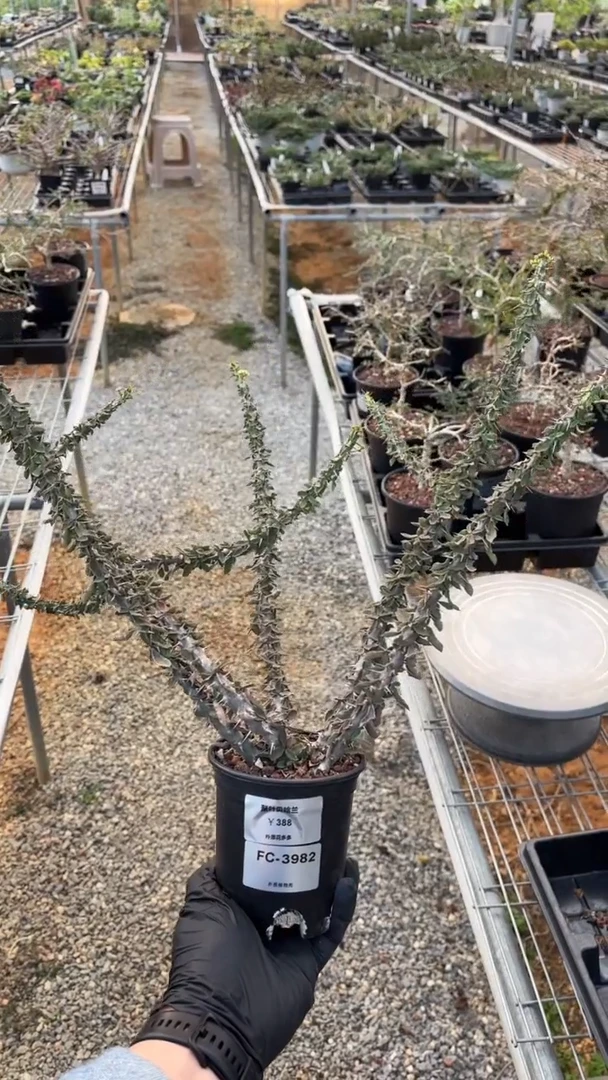 聚叶贝哈兰FC-3982